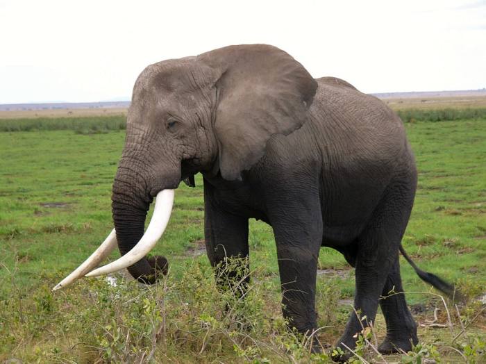 Африканский слон, фото фотография 