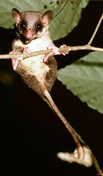 Перохвостая тупайя (Ptilocercus lowii), фото фотография 