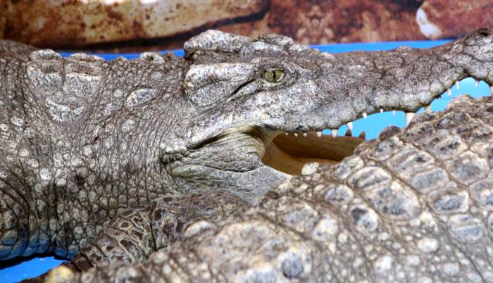 Сиамские крокодилы (Crocodylus siamensis), фото фотография рептилии