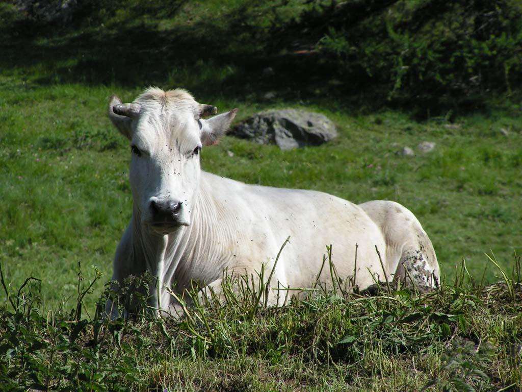 Белая корова, фото домашняя скотина, фотография