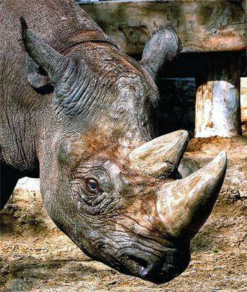 Черный носорог (Rhinoceros bicornis), фотография непарнокопытные фото