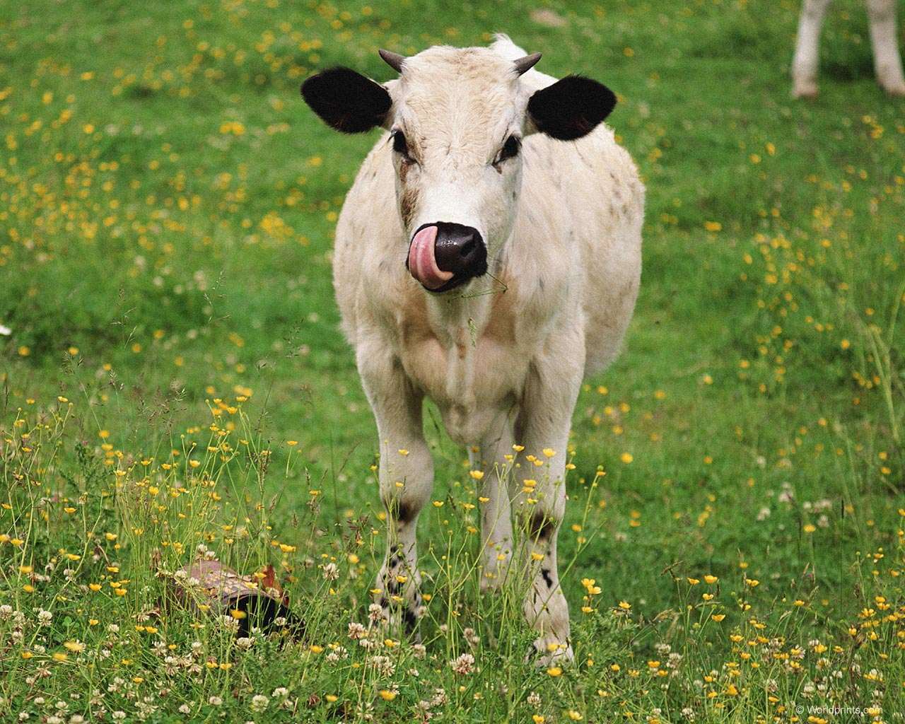 Корова на лугу, фото парнокопытные животные фотография