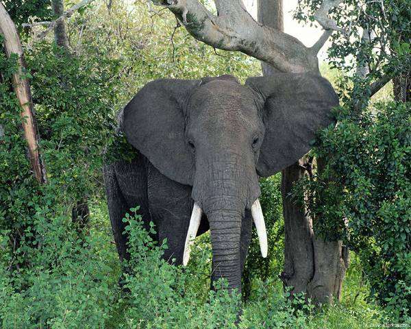 Африканский слон, фото хоботные фотография