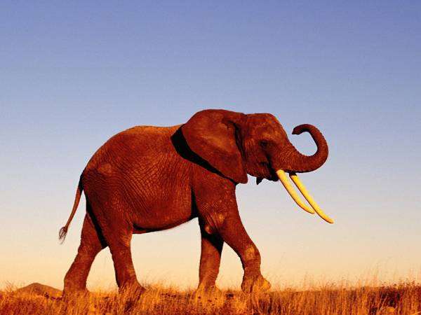 Африканский слон, фотография хоботные фото