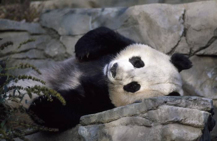Гигантская панда (лат. Ailuropoda melanoleuca), фото фотография хищники