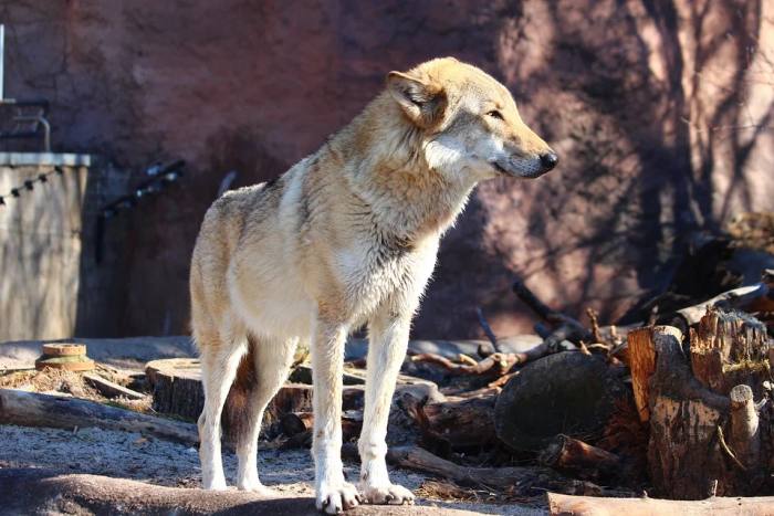 Серый волк (Canis lupus), фото фотография хищники