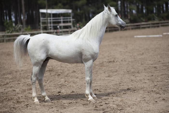 Белая лошадь, фото фотография 