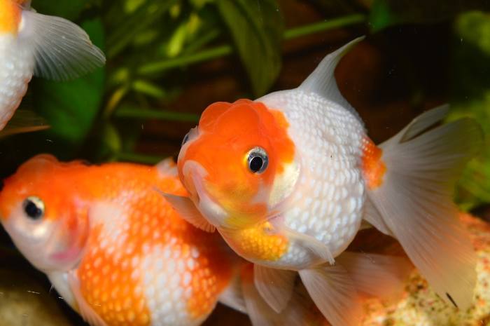 Золотая рыбка, фото фотография рыбы