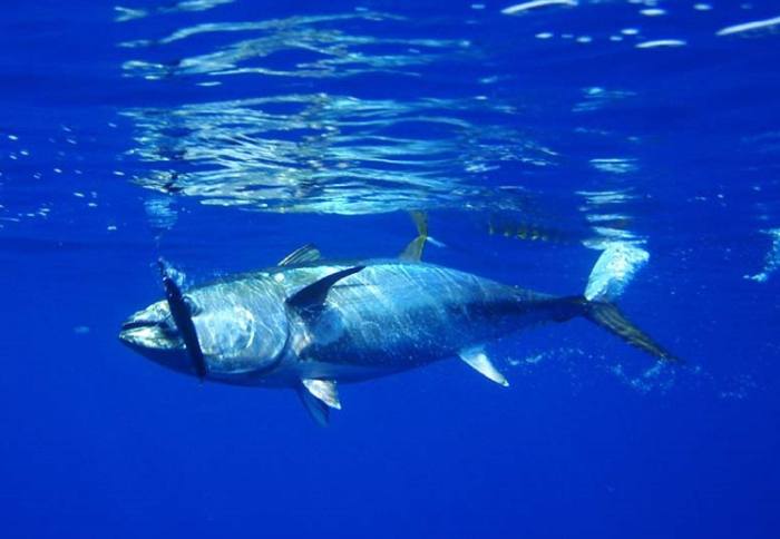 Голубой тунец, фото фотография рыбы