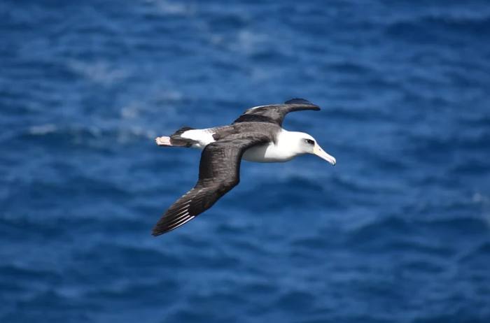 Темноспинный альбатрос (лат. Phoebastria immutabilis), фото фотография птицы