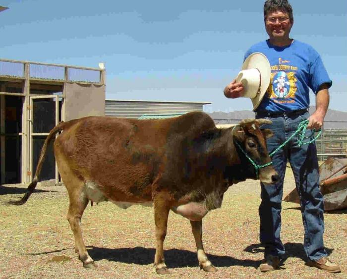 Миниатюрные коровы зебу, фото фотография домашний скот