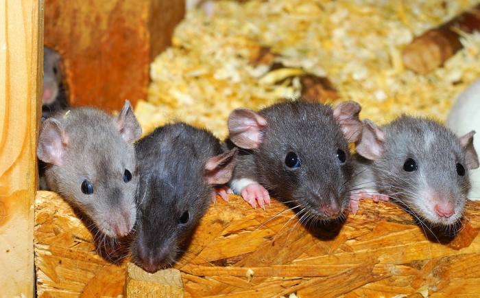 Декоративные домашние крысы, фото фотография грызуны