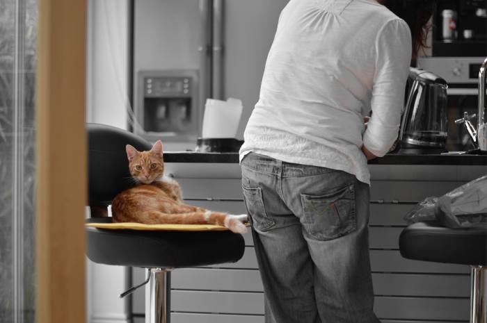 Рыжая кошка на кухне, фото фотография 