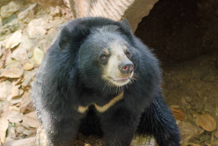 Гималайский медведь (Ursus thibetanus), фото фотография хищники