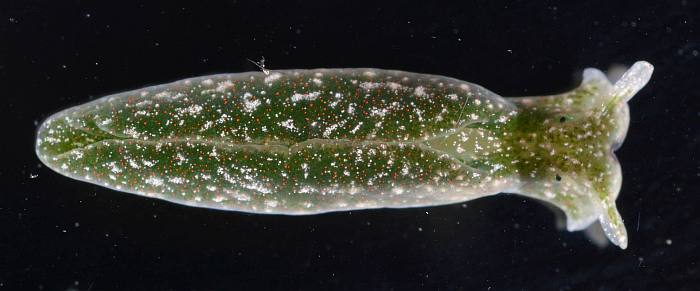 Изумрудная элизия (Elysia chlorotica), фото фотография, морские беспозвоночные