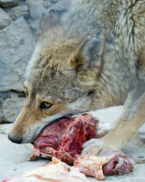 Волк ест мясо, фото фотография хищники