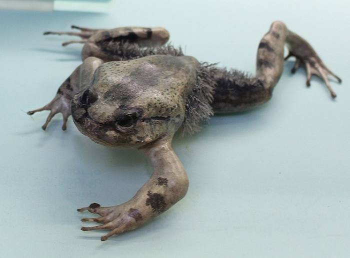Волосатая лягушка (Trichobatrachus robustus), фото фотография амфибии