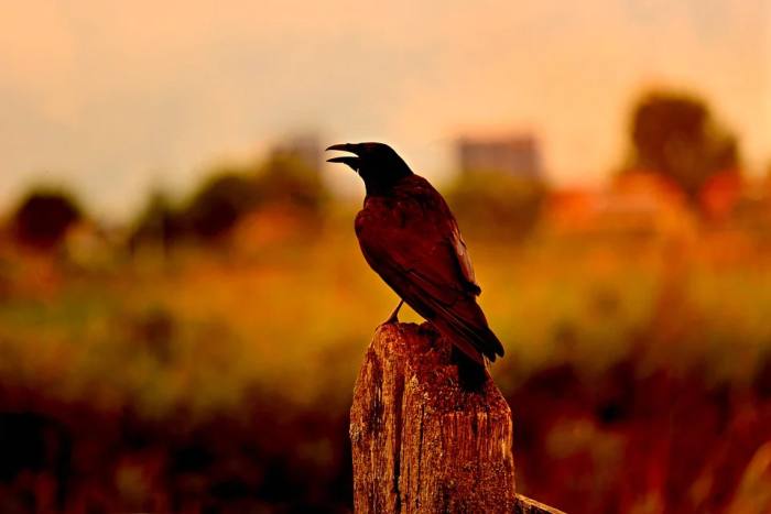 Черная ворона, фото фотография птицы
