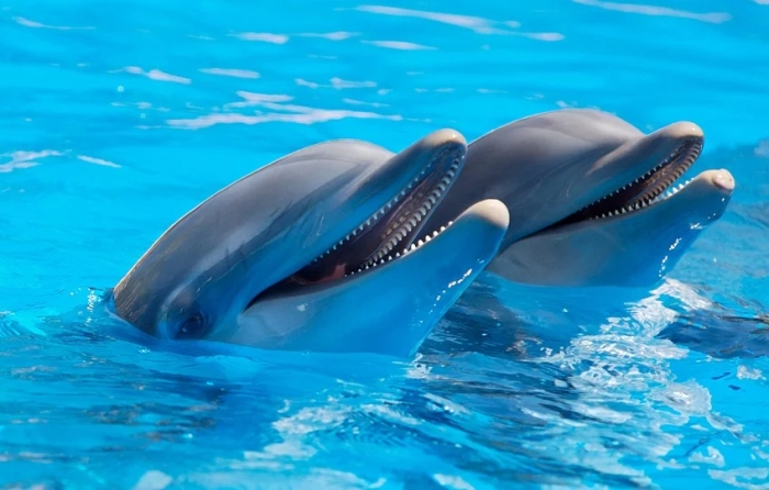 Две афалины, дельфины, фото фотография морские млекопитающие