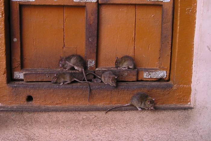 Крысы у двери, фото фотография грызуны