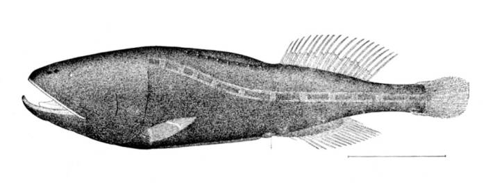 Дитропихт( Ditropichthys storeri), фото фотография глубоководные рыбы
