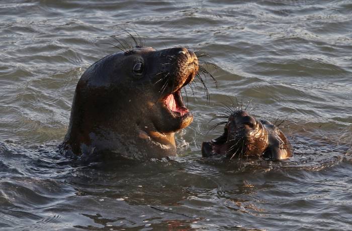 Играющиеся тюлени, фото фотография морские млекопитающие
