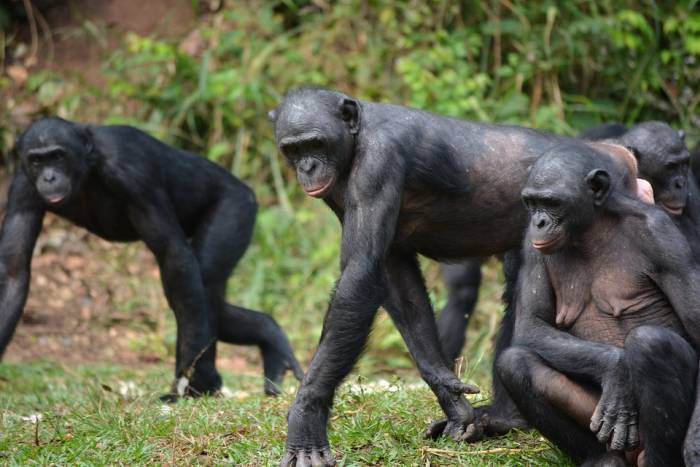 Бонобо, карликовые шимпанзе (Pan paniscus), фото фотография приматы