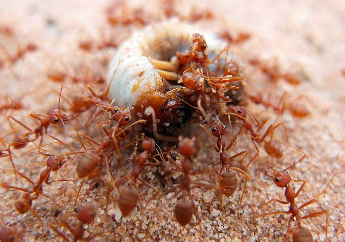 Красные муравьи и их добыча, фото фотография насекомые
