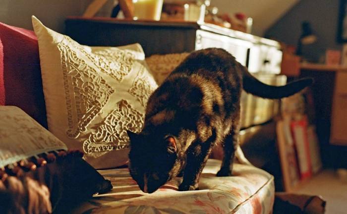 Черная домашняя кошка, фото фотография 