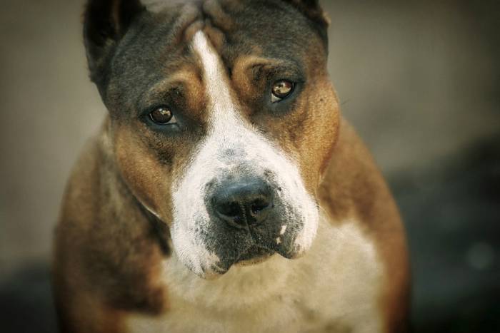 Американский стафф стаффордширский терьер, фото фотография собаки