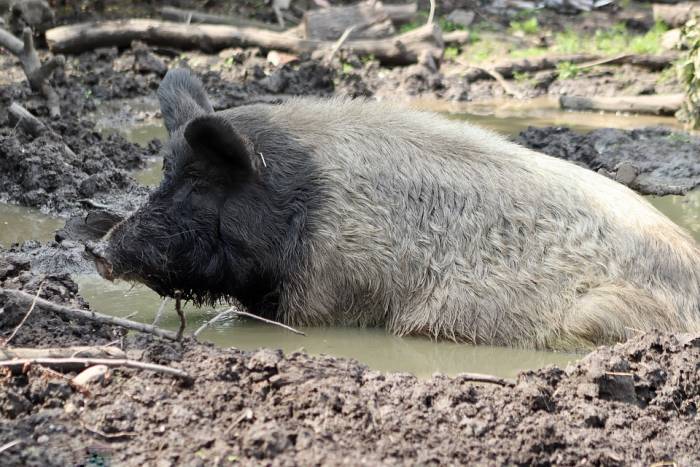 Свинья валяется в грязи луже, фото фотография 