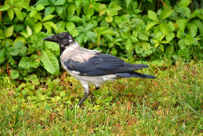 Серая ворона (лат. Corvus cornix), фото фотография птицы