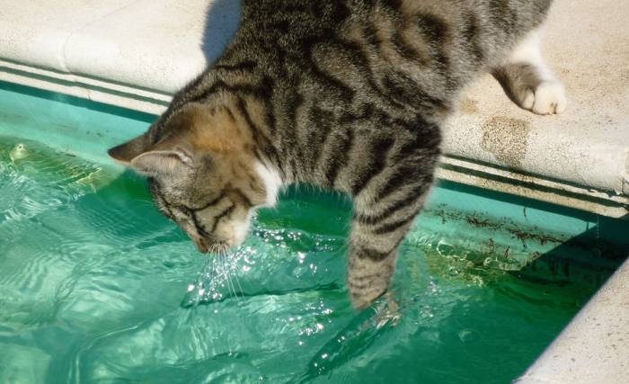 Кошка пробует воду на лапу, фото фотография 