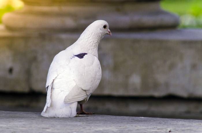 Белый голубь, фото фотография птицы
