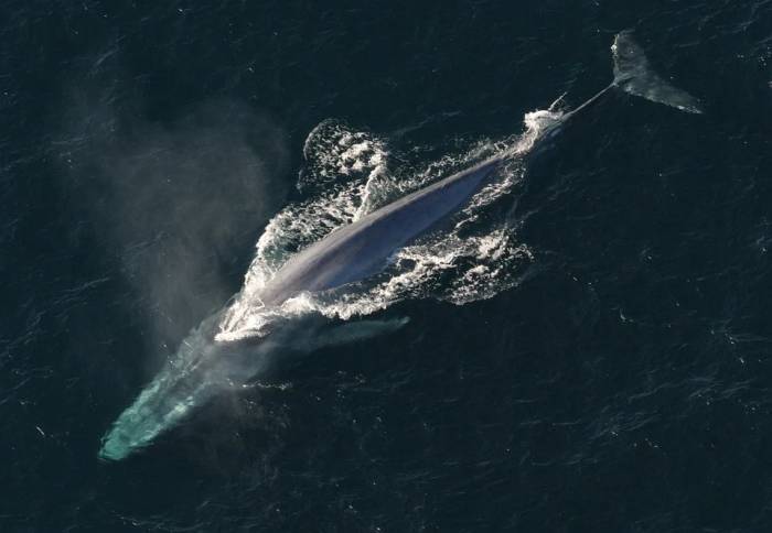 Голубой, или синий, кит (Balaenoptera musculus), фото фотография морские млекопитающие