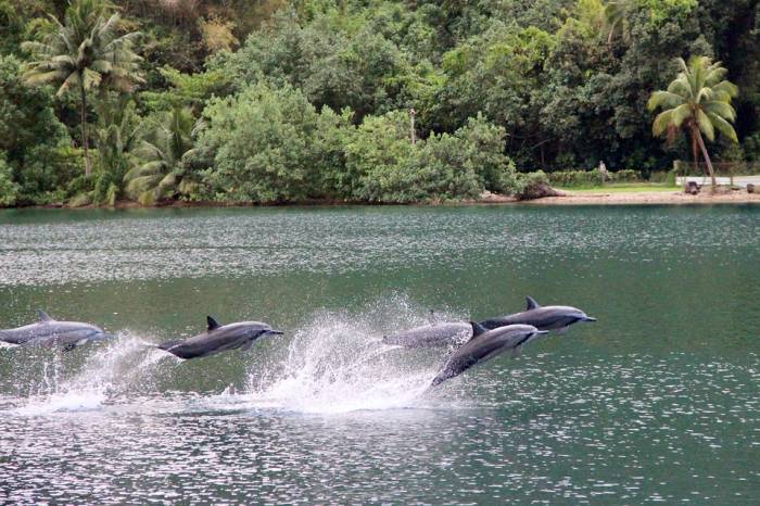 Группа дельфинов играет у берега, фото фотография птицы