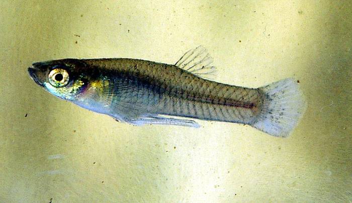 Обыкновенная гамбузия (Gambusia affinis), фото фотография рыбы