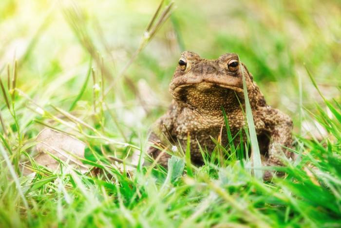 Обыкновенная, или серая, жаба (Bufo bufo), фото фотография амфибии