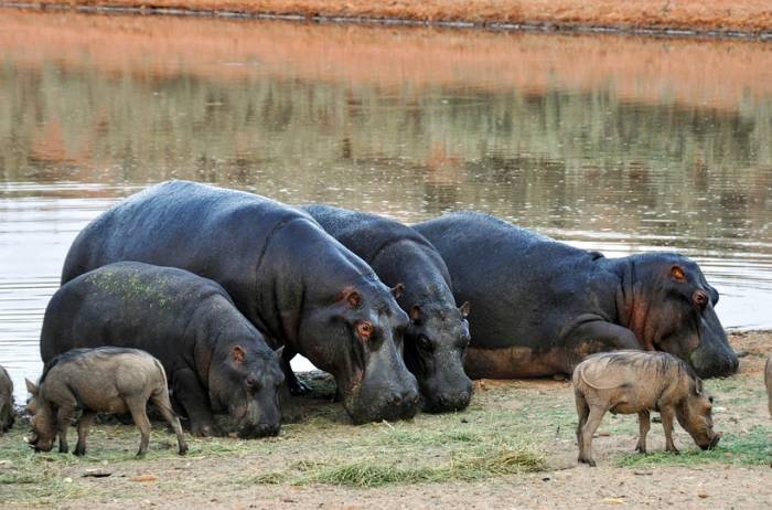 Стадо бегемотов (гиппопотамов), фото фотография непарнокопытные животные