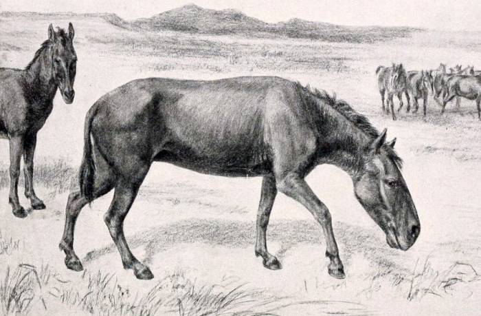 Гиппидион (лат. Hippidion), реконструкция, рисунок картинка вымершие животные