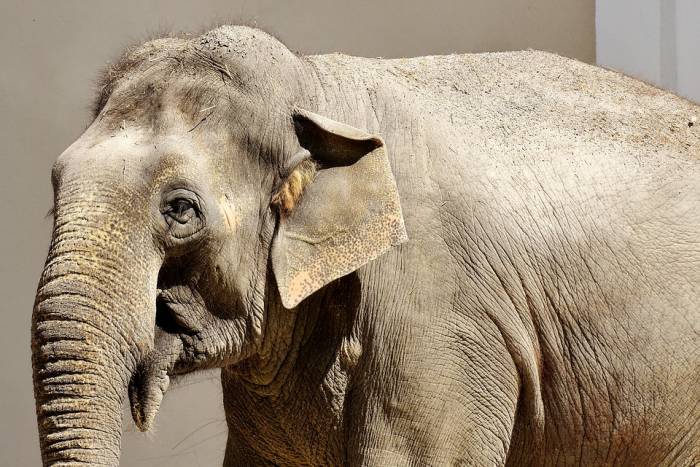 Азиатский, или индийский, слон, фото фотография дикие животные