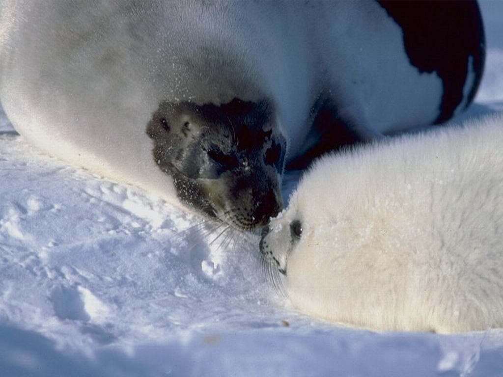 Гренландский тюлень, или лысун, фото фотография картинка обои
