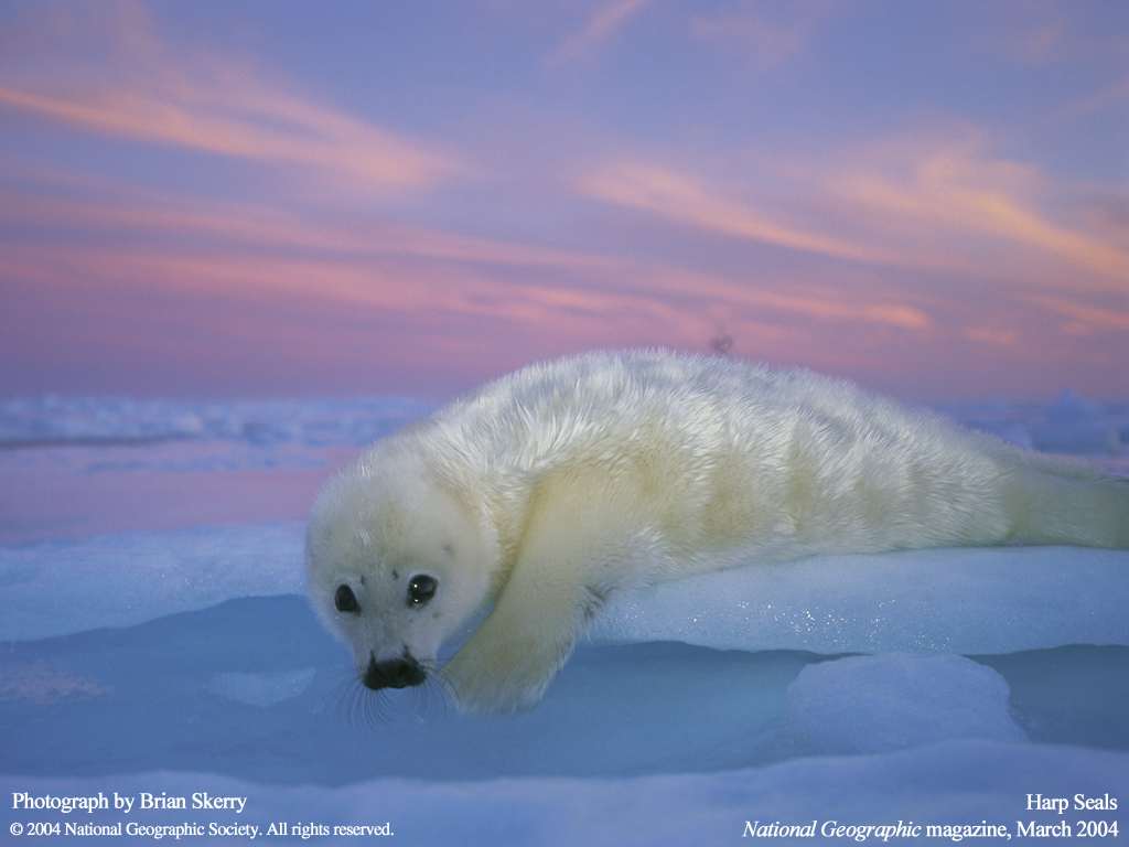 Маленький гренландский тюлень на снегу, фото фотография картинка обои