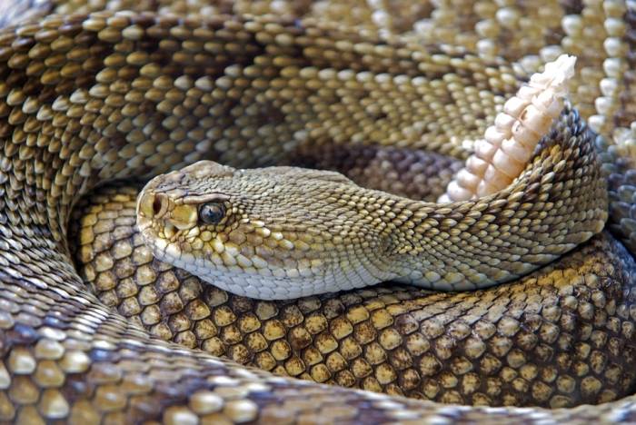 Гремучник, гремучая змея, фото фотография рептилии
