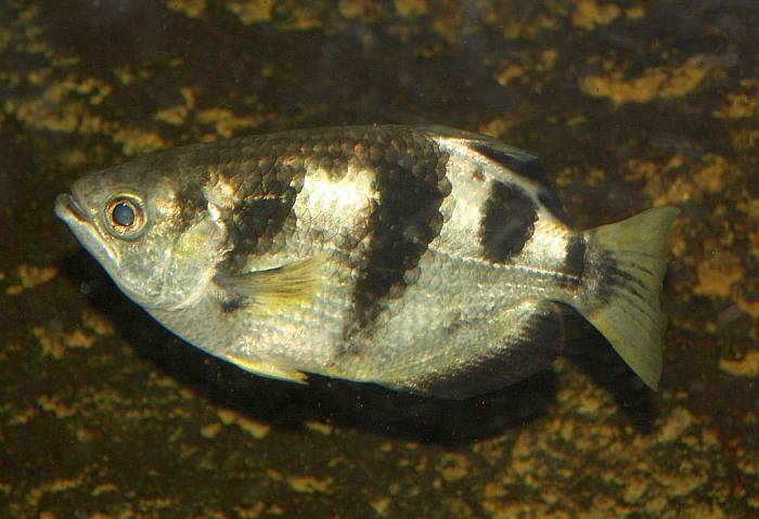 Полосатый брызгун (Toxotes jaculatrix), фото фотография рыбы