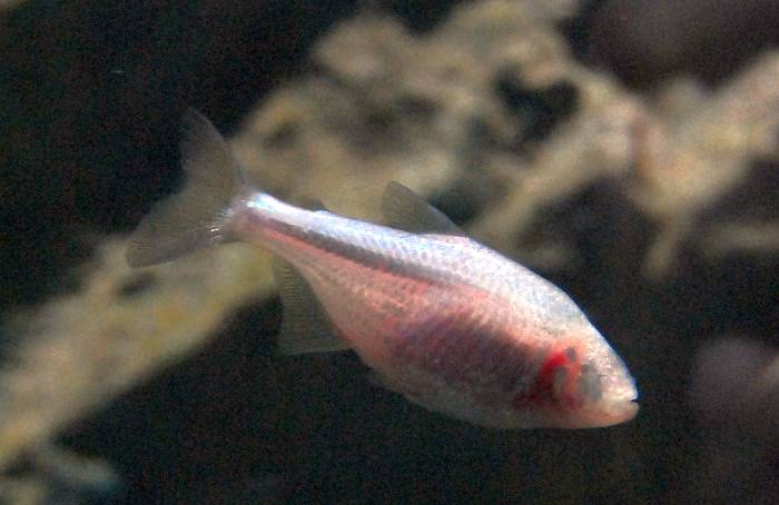 Пещерная рыба (Astyanax jordani), фото фотография рыбы