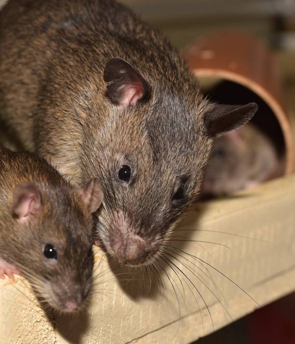 Серые крысы, фото фотография грызуны