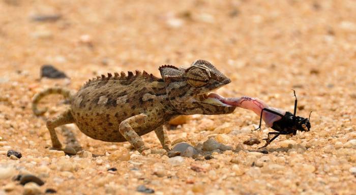Хамелеон ловит языком добычу, фото фотография рептилии