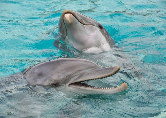 Два дельфина в воде, фото фотография морские млекопитающие