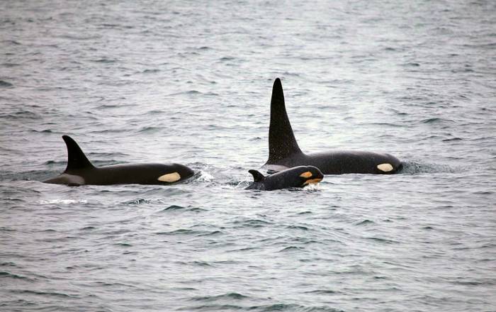 Косатки киты (лат. Orcinus orca), фото фотография морские млекопитающие